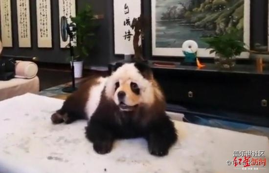 已開(kāi)獎(jiǎng)【寵物活動(dòng)6月第四期】寵物造型大分享