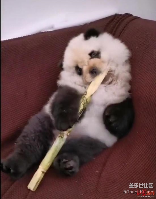 已開(kāi)獎(jiǎng)【寵物活動(dòng)6月第四期】寵物造型大分享