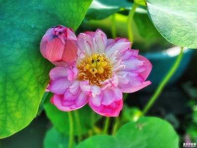 【夏日色彩】+映日荷花