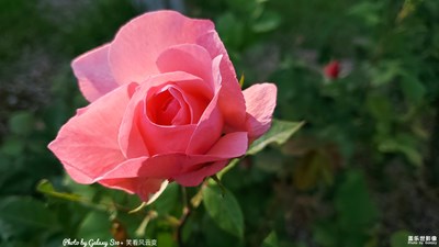 Galaxy S10+ 花之語（一）