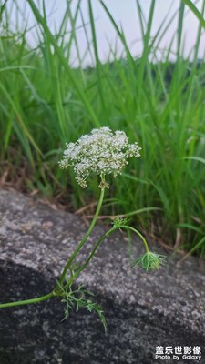 綠意