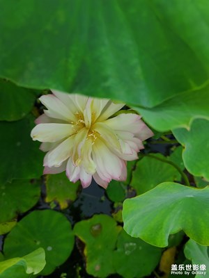 為“荷”而來(lái)