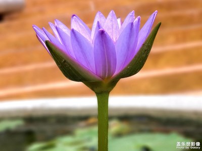 【盛夏時(shí)光】+六月荷花開(kāi)