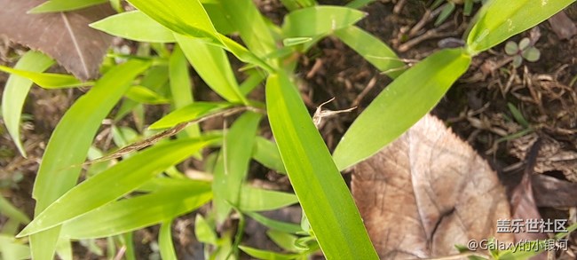 Galaxy A51 5G星粉體驗(yàn)活動(dòng)  完美的中端機(jī)