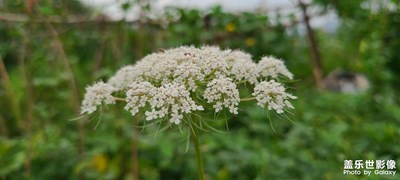老家種的菜