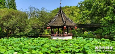 【盛夏時光】醉白池