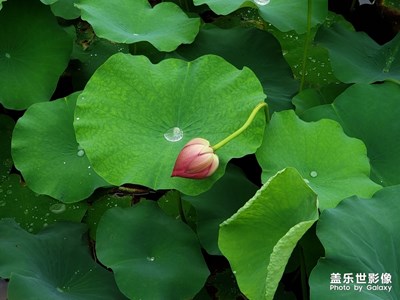 池塘里的荷花終于開(kāi)了。