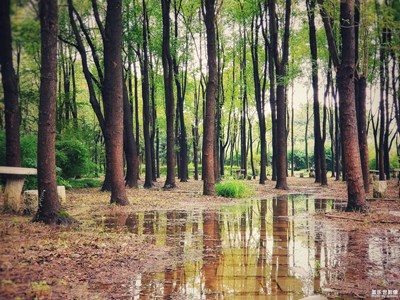 【盛夏時光】+顧村公園