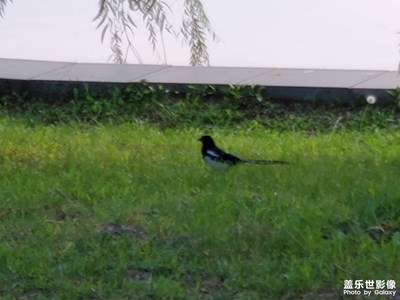 鳥兒
