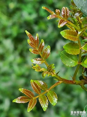 花椒葉