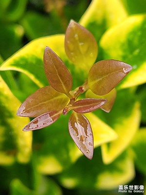 雨后