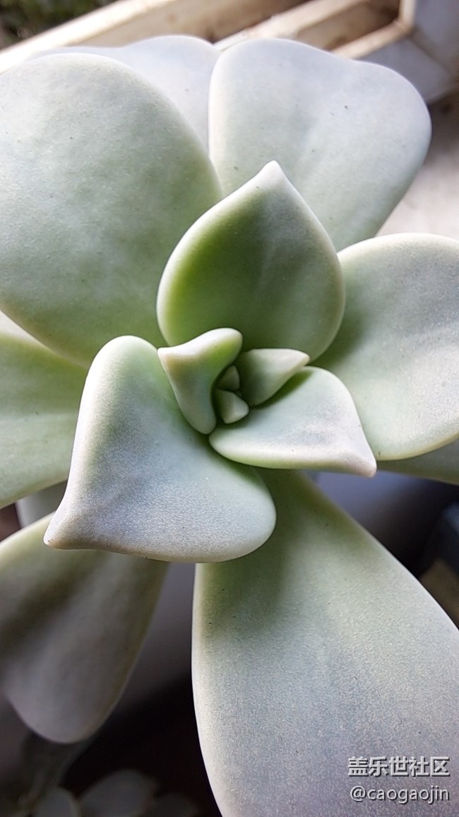 【Galaxy A51 5G星粉體驗(yàn)活動(dòng)】輕巧有型 漂亮耐看