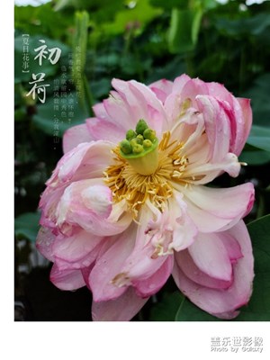 荷的季節(jié)