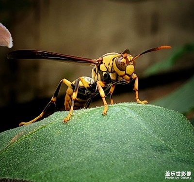 我的蟲(chóng)蟲(chóng)系列