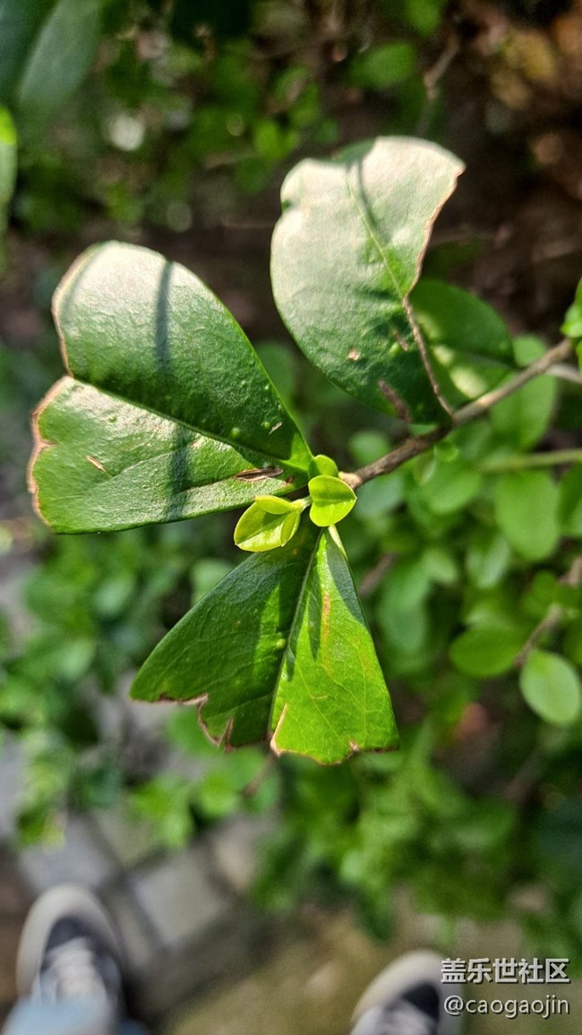 【Galaxy A51 5G星粉體驗(yàn)活動(dòng)】輕巧有型 漂亮耐看