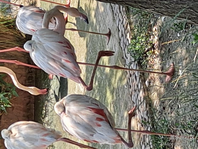 【Galaxy A51 5G星粉體驗活動】最具性價比的次旗艦