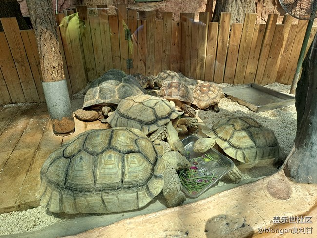 【Galaxy A51 5G星粉體驗活動】最具性價比的次旗艦