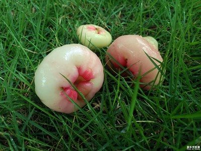 新鮮的水果—雨后的洋蒲桃