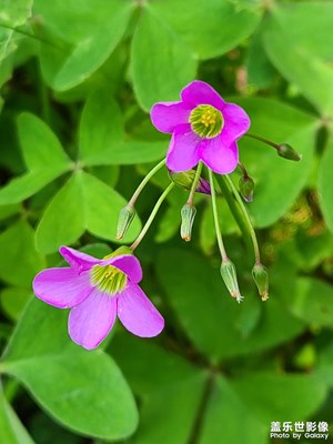 花花草草