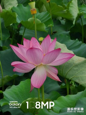夏日濕地公園隨拍