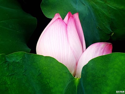 【角度與視覺(jué)】+荷之韻