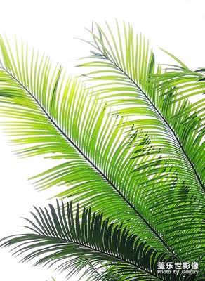 最古老的植物——蘇鐵