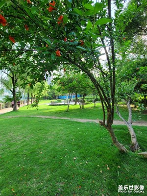 公園綠色