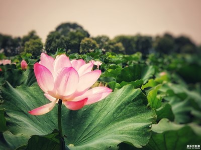 【角度與視覺】+荷花池