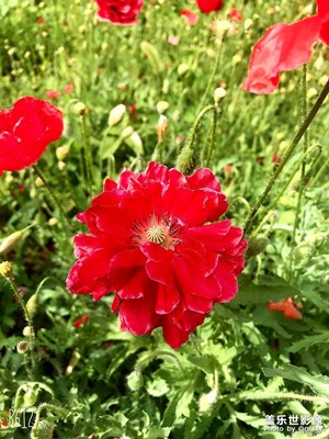 花開富貴s8+