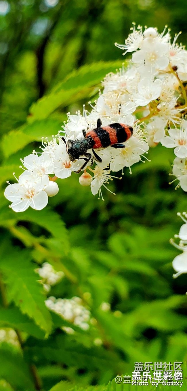 《每周星鮮事》第34期：三星Galaxy新品發(fā)布會于8月5日召開