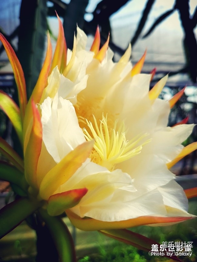 《每周星鮮事》第34期：三星Galaxy新品發(fā)布會于8月5日召開