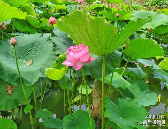 《每周星鮮事》第34期：三星Galaxy新品發(fā)布會于8月5日召開