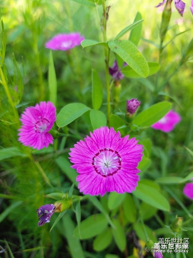 《每周星鮮事》第34期：三星Galaxy新品發(fā)布會于8月5日召開