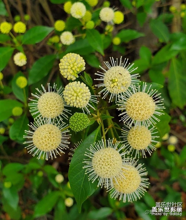 《每周星鮮事》第34期：三星Galaxy新品發(fā)布會于8月5日召開