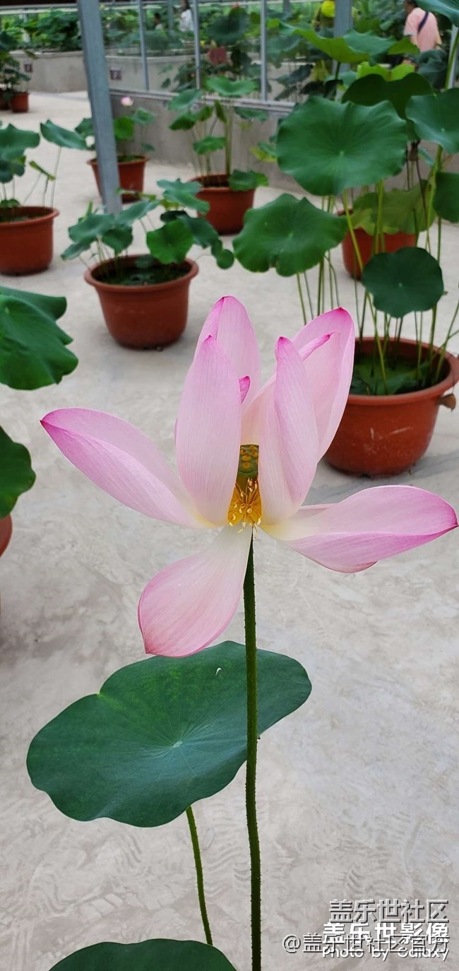 《每周星鮮事》第34期：三星Galaxy新品發(fā)布會于8月5日召開