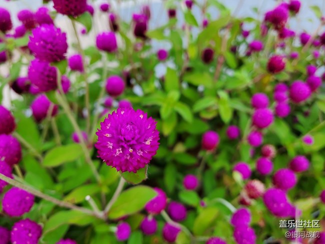 嘿，你的粉餅盒。Galaxy Z  Flip體驗分享。