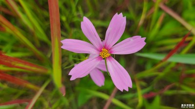 【角度與視覺】路邊的小花