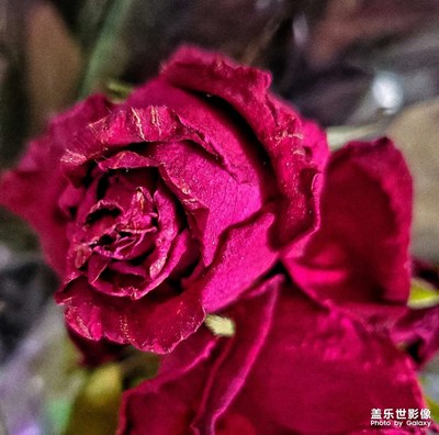 干枯的玫瑰??