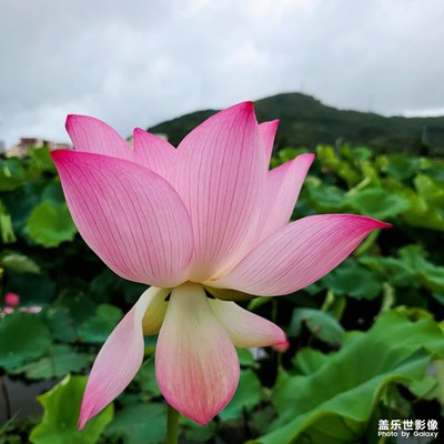 荷塘月色