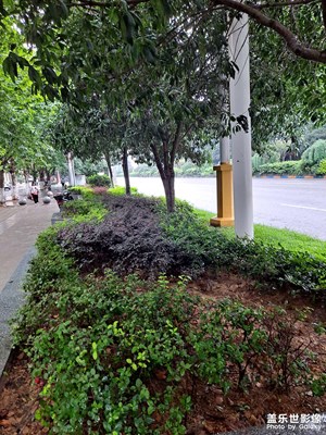 雨后隨拍