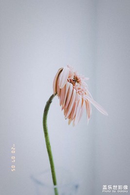 凋落的姿態(tài)。