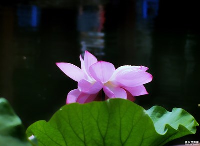 【生活志】+夏荷趣