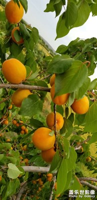 夏天水果季
