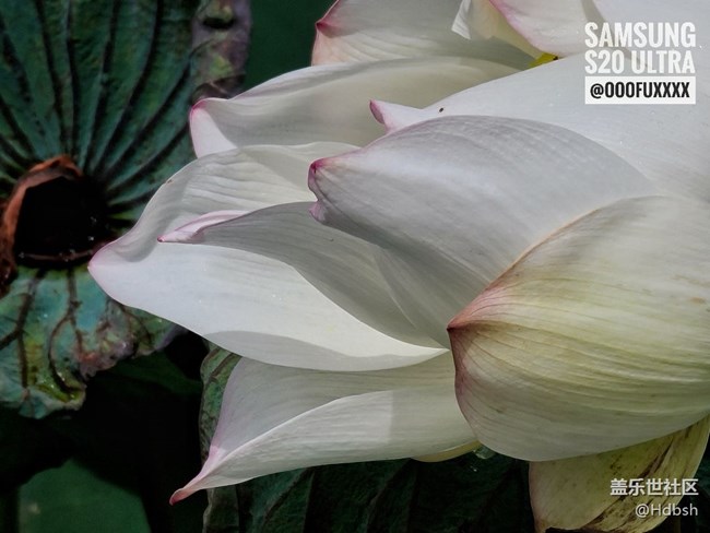 【長焦之美】十倍變焦拍荷花