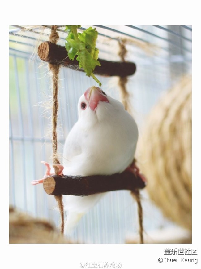 已開獎寵物活動7月第一期】適合上班族的的寵物