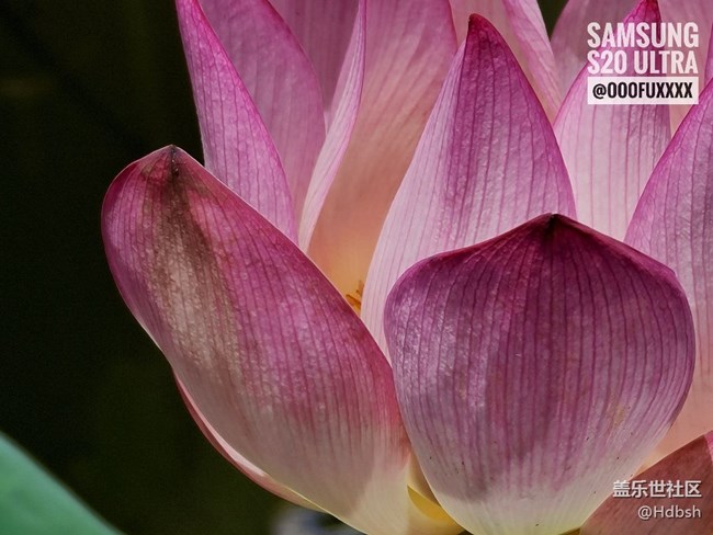 【長焦之美】十倍變焦拍荷花