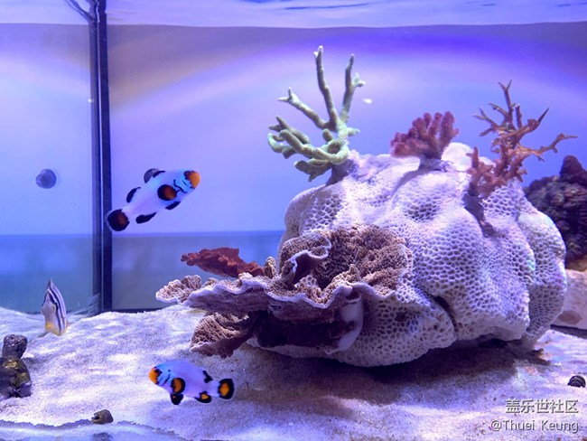 已開獎寵物活動7月第一期】適合上班族的的寵物