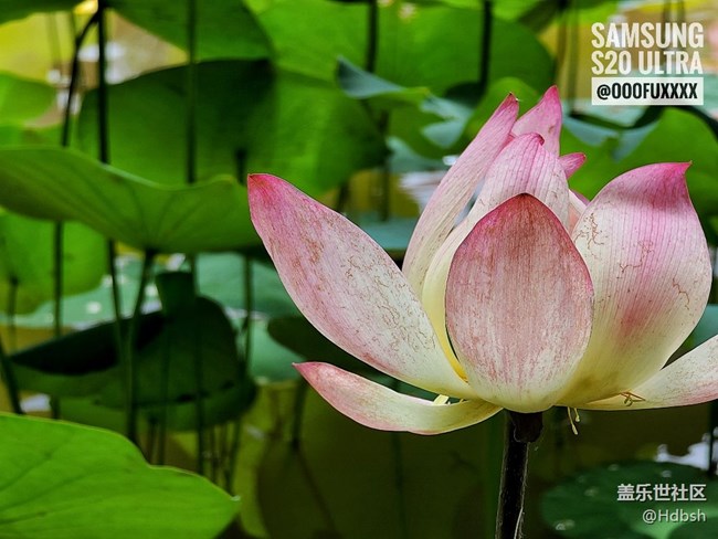 【長焦之美】十倍變焦拍荷花