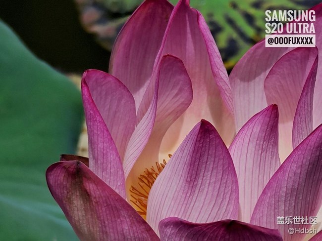 【長焦之美】十倍變焦拍荷花