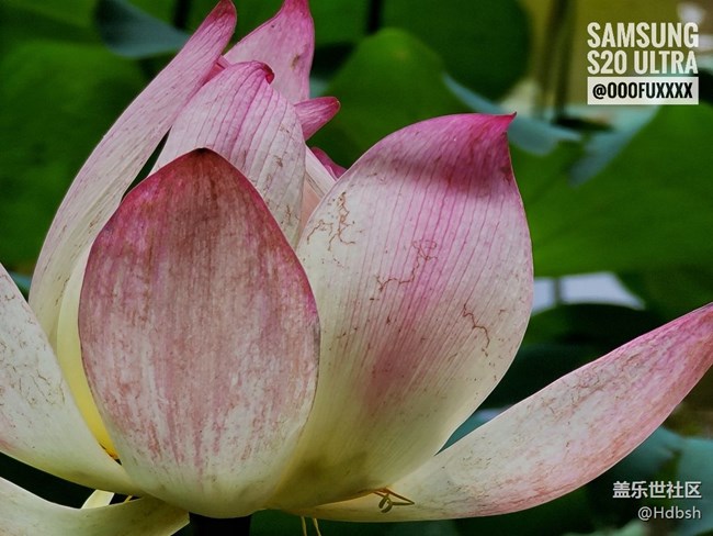 【長焦之美】十倍變焦拍荷花